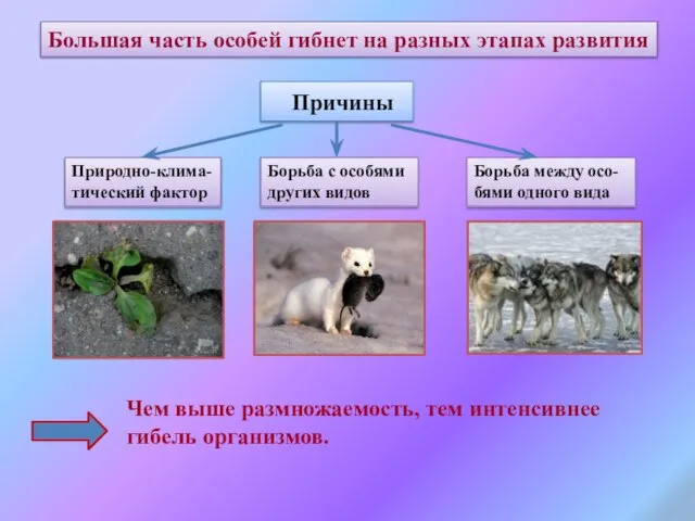 Большая часть особей гибнет на разных этапах развития Причины Природно-клима- тический фактор