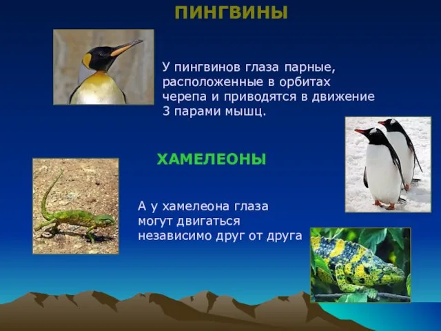 У пингвинов глаза парные, расположенные в орбитах черепа и приводятся в движение