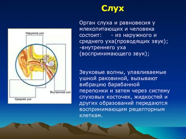 Слух Орган слуха и равновесия у млекопитающих и человека состоит: - из