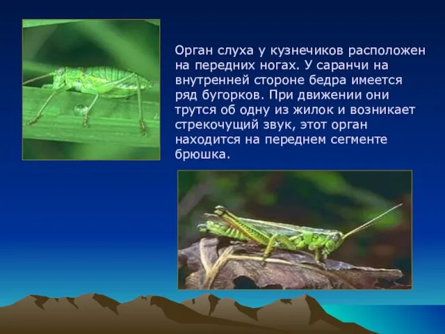 Орган слуха у кузнечиков расположен на передних ногах. У саранчи на внутренней