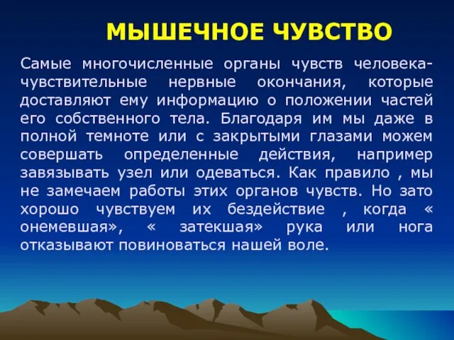 МЫШЕЧНОЕ ЧУВСТВО Самые многочисленные органы чувств человека-чувствительные нервные окончания, которые доставляют ему