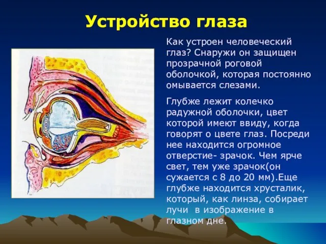 Устройство глаза Как устроен человеческий глаз? Снаружи он защищен прозрачной роговой оболочкой,