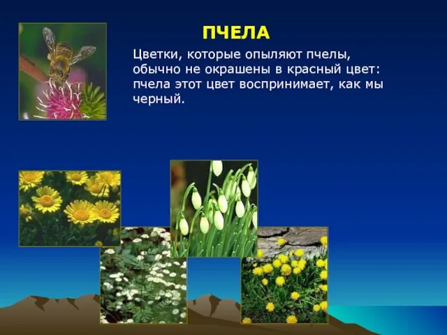 ПЧЕЛА Цветки, которые опыляют пчелы, обычно не окрашены в красный цвет: пчела