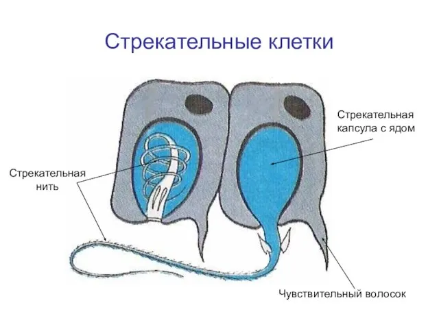 Стрекательные клетки Чувствительный волосок Стрекательная капсула с ядом Стрекательная нить