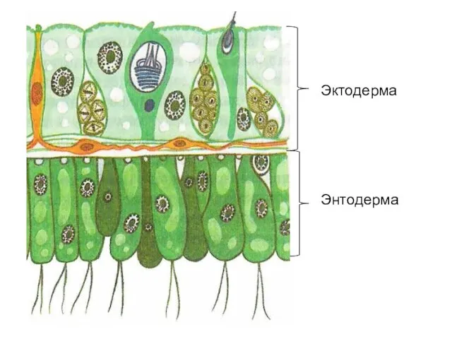 Эктодерма Энтодерма