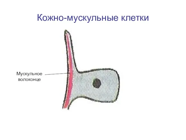 Кожно-мускульные клетки Мускульное волоконце