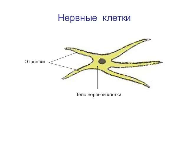 Нервные клетки Отростки Тело нервной клетки