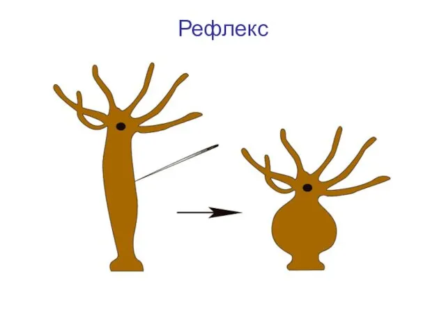 Рефлекс