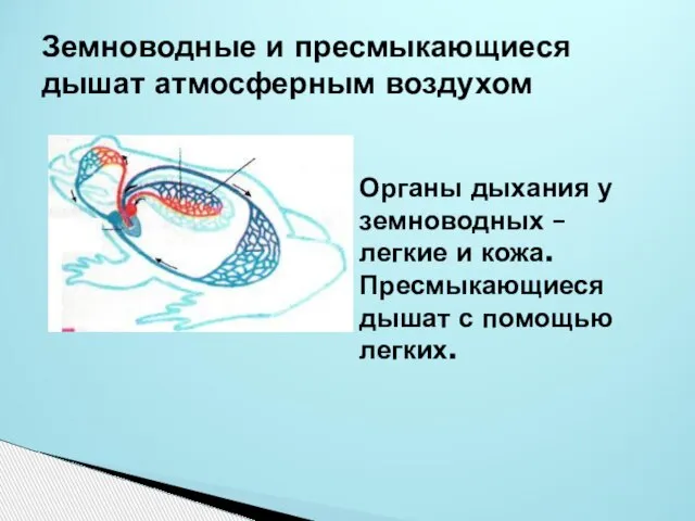 Земноводные и пресмыкающиеся дышат атмосферным воздухом Органы дыхания у земноводных – легкие