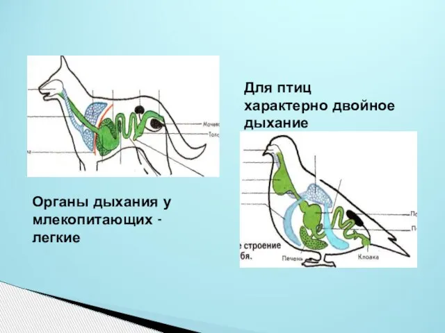 Органы дыхания у млекопитающих - легкие Для птиц характерно двойное дыхание