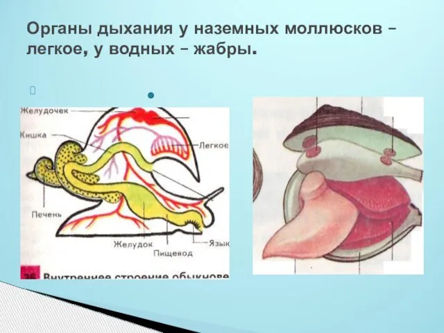 Органы дыхания у наземных моллюсков –легкое, у водных – жабры.