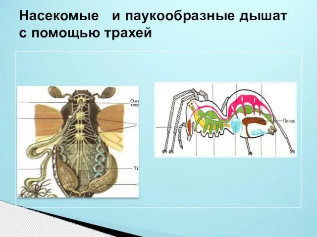 Насекомые и паукообразные дышат с помощью трахей