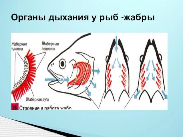 Органы дыхания у рыб -жабры