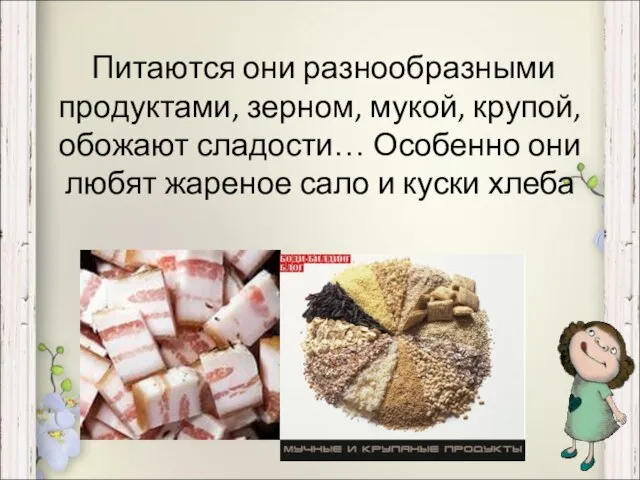 Питаются они разнообразными продуктами, зерном, мукой, крупой, обожают сладости… Особенно они любят