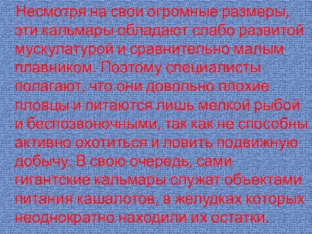 Несмотря на свои огромные размеры, эти кальмары обладают слабо развитой мускулатурой и