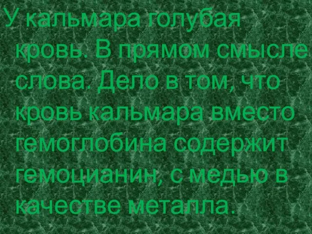 У кальмара голубая кровь. В прямом смысле слова. Дело в том, что