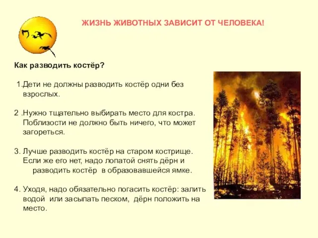 ЖИЗНЬ ЖИВОТНЫХ ЗАВИСИТ ОТ ЧЕЛОВЕКА! Как разводить костёр? 1.Дети не должны разводить