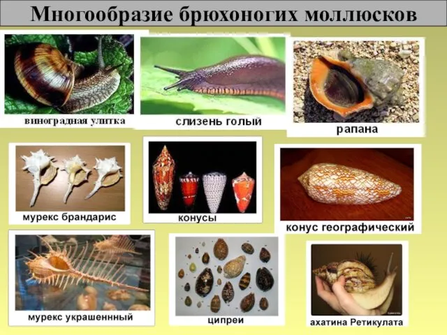 Многообразие брюхоногих моллюсков