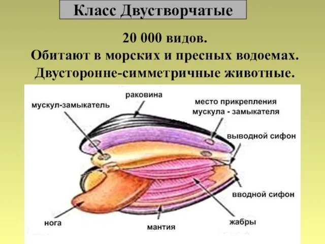 Класс Двустворчатые 20 000 видов. Обитают в морских и пресных водоемах. Двусторонне-симметричные животные.