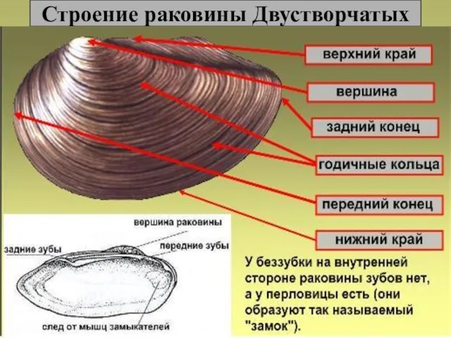 Строение раковины Двустворчатых