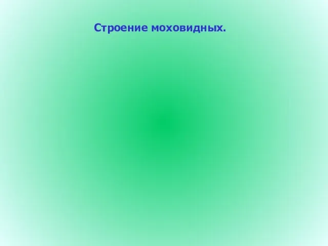 Строение моховидных.