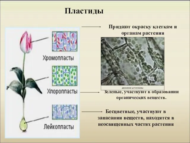 Пластиды Придают окраску клеткам и органам растения Бесцветные, участвуют в запасании веществ,