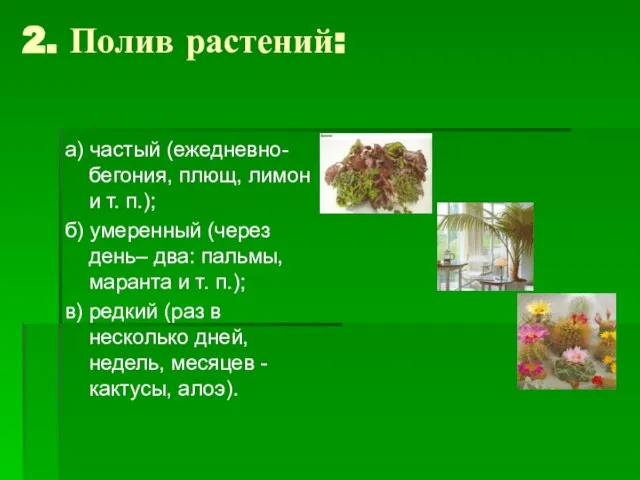 2. Полив растений: а) частый (ежедневно- бегония, плющ, лимон и т. п.);