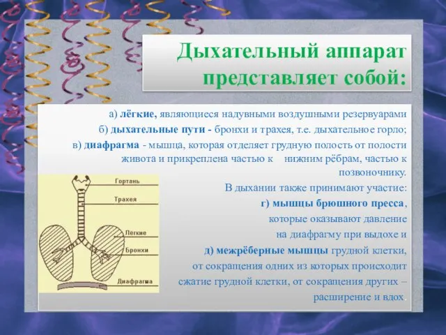 Дыхательный аппарат представляет собой: а) лёгкие, являющиеся надувными воздушными резервуарами б) дыхательные