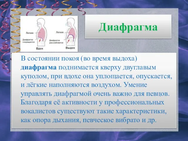 Диафрагма В состоянии покоя (во время выдоха) диафрагма поднимается кверху двуглавым куполом,