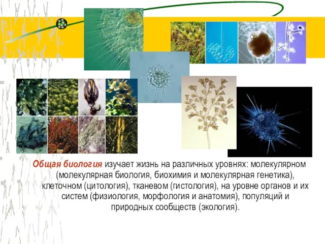 Общая биология изучает жизнь на различных уровнях: молекулярном (молекулярная биология, биохимия и