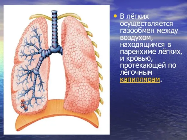 В лёгких осуществляется газообмен между воздухом, находящимся в паренхиме лёгких, и кровью, протекающей по лёгочным капиллярам.