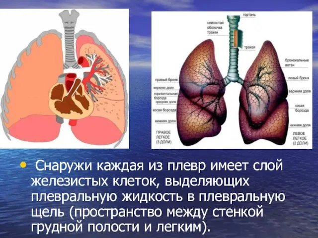 Снаружи каждая из плевр имеет слой железистых клеток, выделяющих плевральную жидкость в