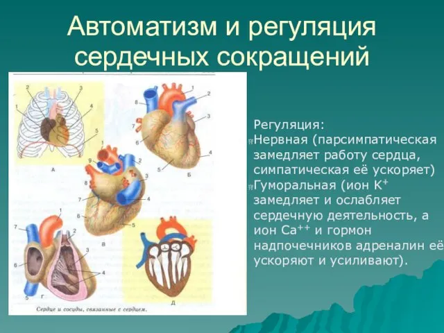 Автоматизм и регуляция сердечных сокращений Регуляция: Нервная (парсимпатическая замедляет работу сердца, симпатическая