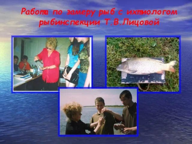Работа по замеру рыб с ихтиологом рыбинспекции Т.В.Лицовой