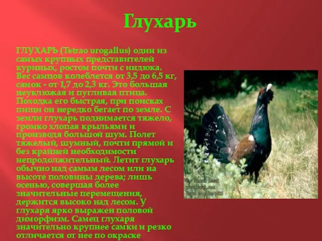 Глухарь ГЛУХАРЬ (Tetrao urogallus) один из самых крупных представителей куриных, ростом почти