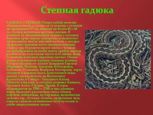 Степная гадюка ГАДЮКА СТЕПНАЯ (Virepa ursini) меньше обыкновенной, и длина ее туловища