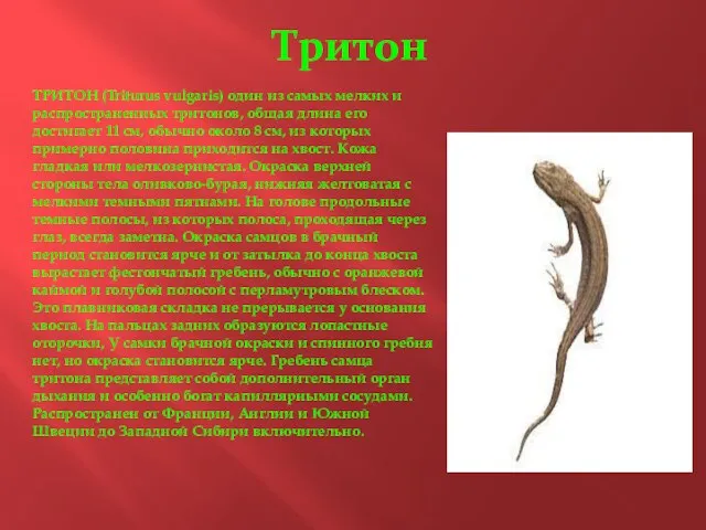Тритон ТРИТОН (Triturus vulgaris) один из самых мелких и распространенных тритонов, общая