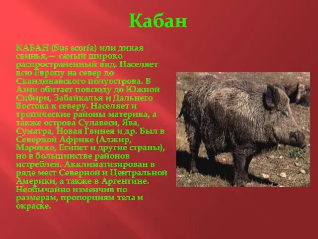 Кабан КАБАН (Sus scorfa) или дикая свинья,— самый широко распространенный вид. Населяет