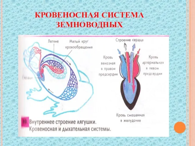 Кровеносная система земноводных