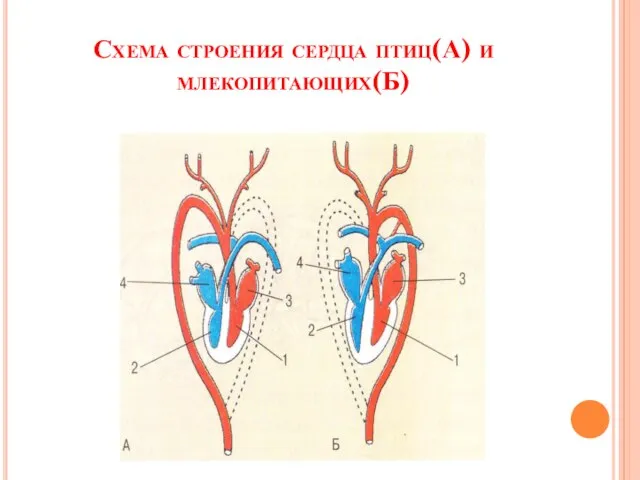 Схема строения сердца птиц(А) и млекопитающих(Б)