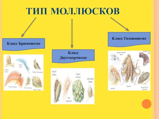 Тип Моллюсков Класс Брюхоногие Класс Двустворчатые Класс Головоногие