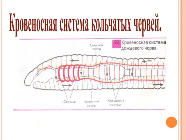 Кровеносная система кольчатых червей.
