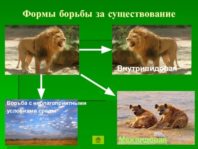 Формы борьбы за существование Межвидовая Внутривидовая Борьба с неблагоприятными условиями среды