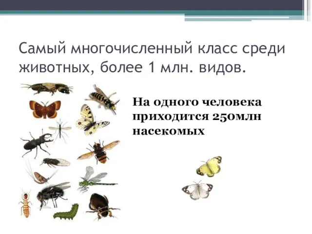 Самый многочисленный класс среди животных, более 1 млн. видов. На одного человека приходится 250млн насекомых