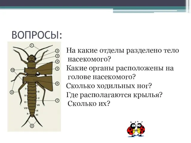 ВОПРОСЫ: На какие отделы разделено тело насекомого? Какие органы расположены на голове