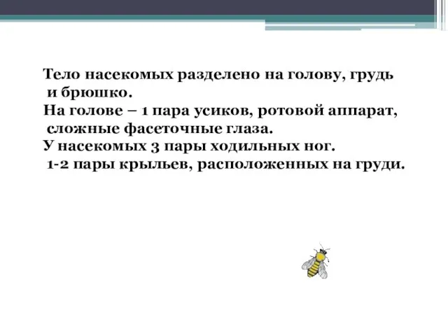 Тело насекомых разделено на голову, грудь и брюшко. На голове – 1