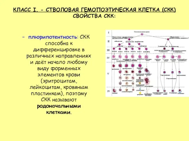 КЛАСС I. - СТВОЛОВАЯ ГЕМОПОЭТИЧЕСКАЯ КЛЕТКА (СКК) СВОЙСТВА СКК: плюрипотентность: СКК способна