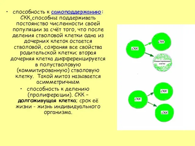 способность к самоподдержанию: СКК способны поддерживать постоянство численности своей популяции за счёт