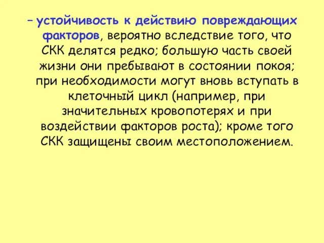 устойчивость к действию повреждающих факторов, вероятно вследствие того, что СКК делятся редко;