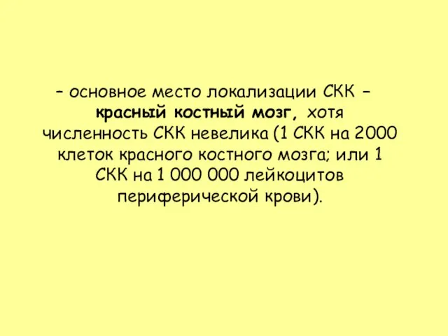 основное место локализации СКК – красный костный мозг, хотя численность СКК невелика